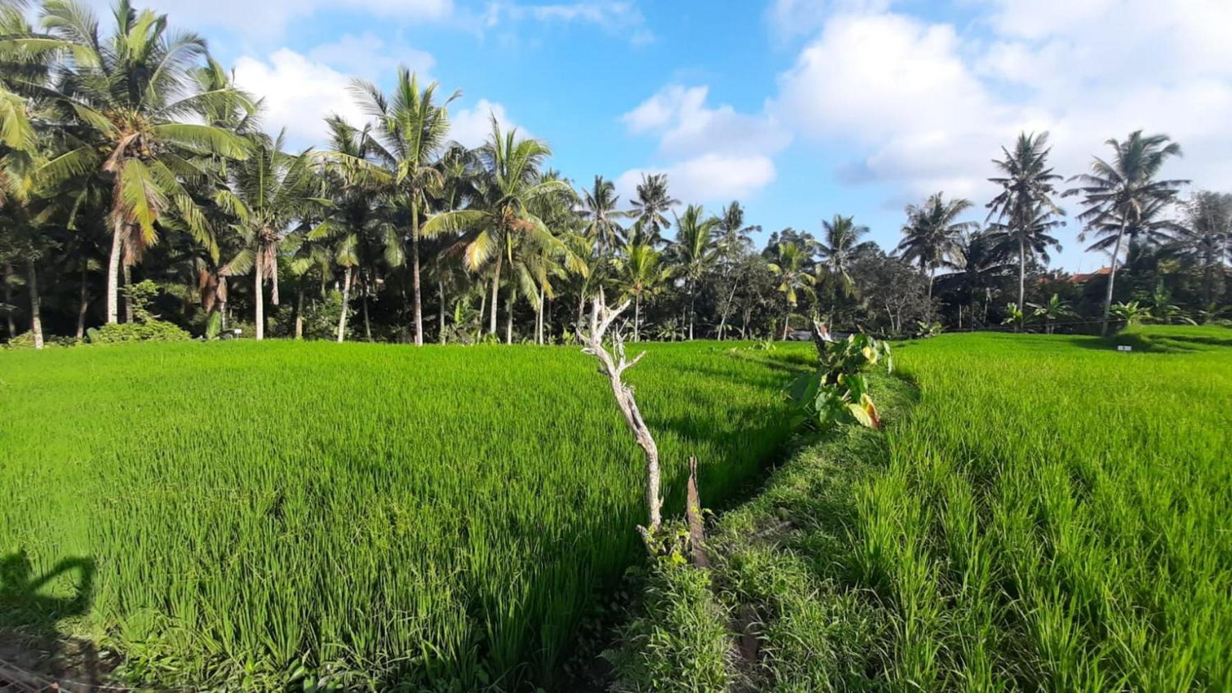As I Am Ubud Retreat 외부 사진