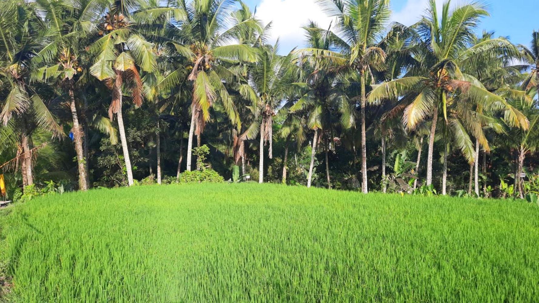 As I Am Ubud Retreat 외부 사진