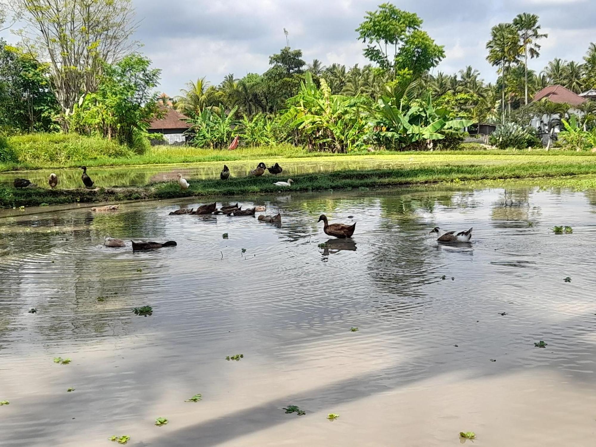 As I Am Ubud Retreat 외부 사진